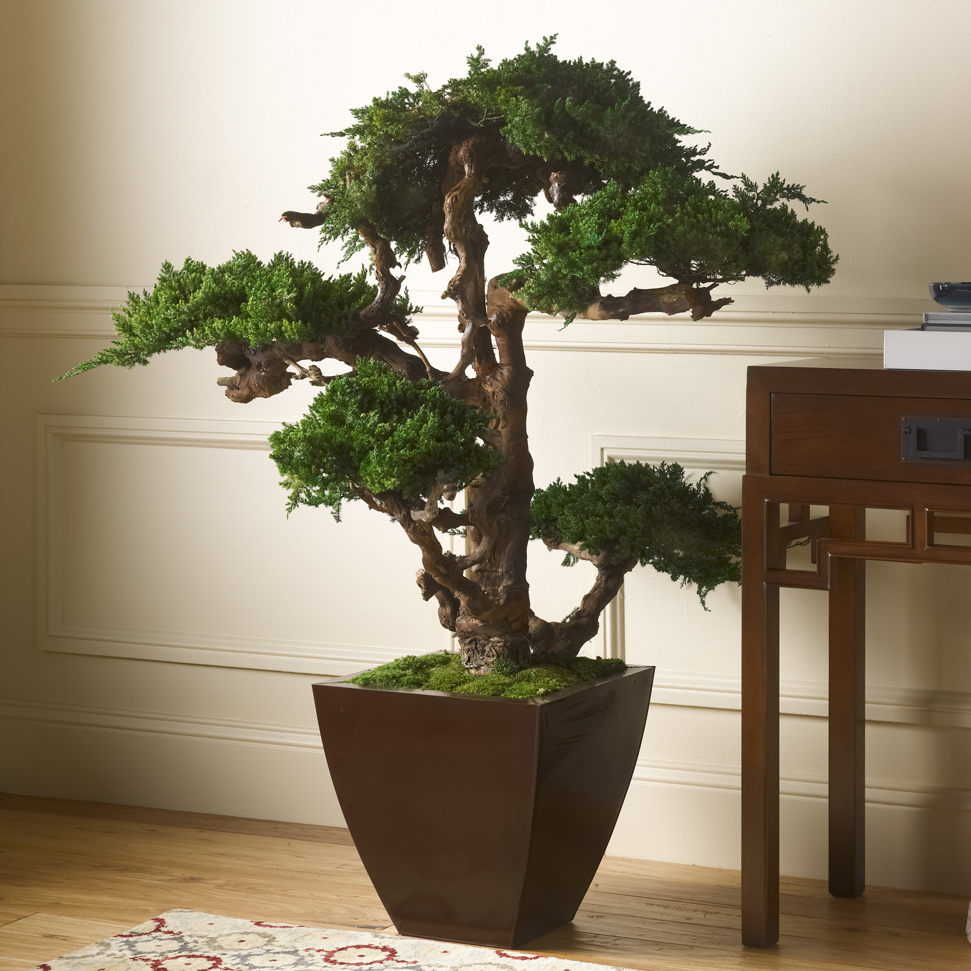 Preserved Bonsai Tree