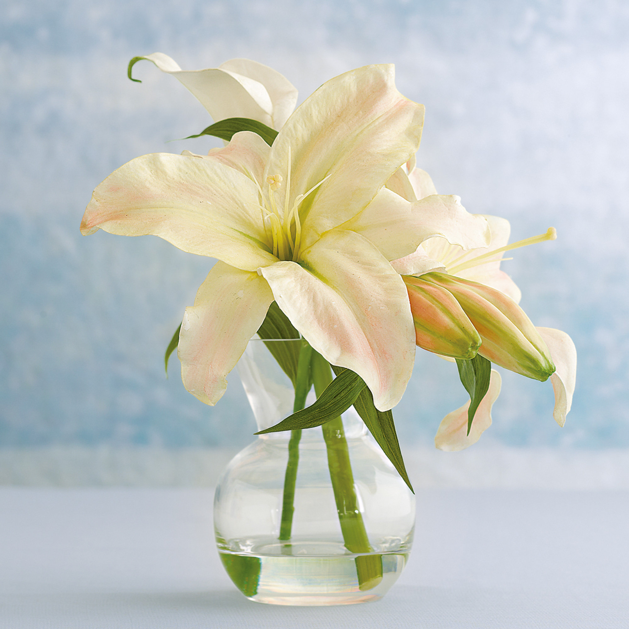 Casablanca Lilies Gump's