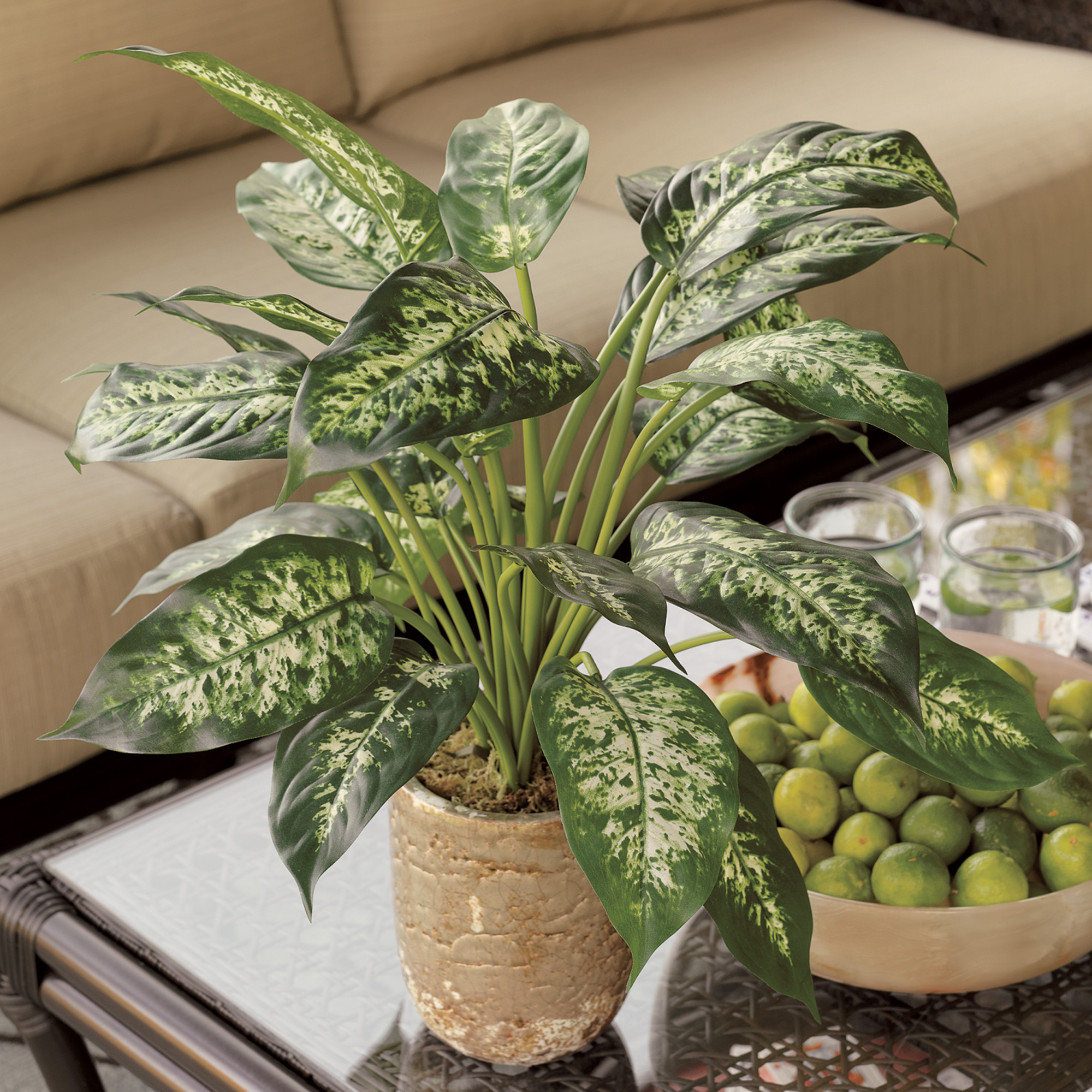 Forever Green Plant