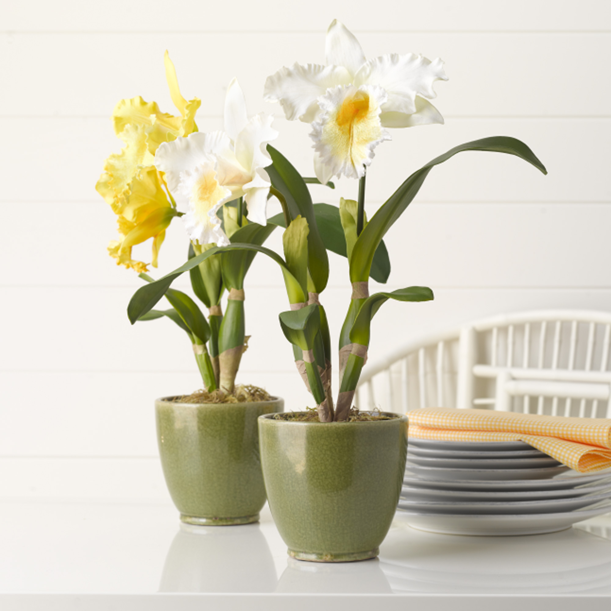 Cattleya Orchid