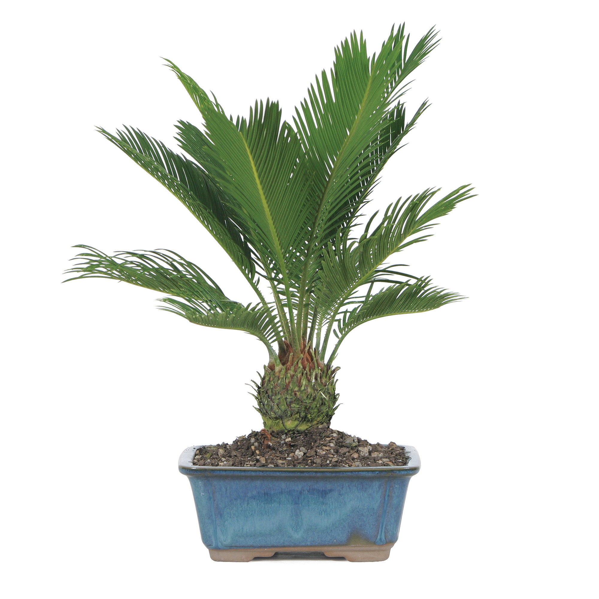 Sago Palm Bonsai Tree Gump's