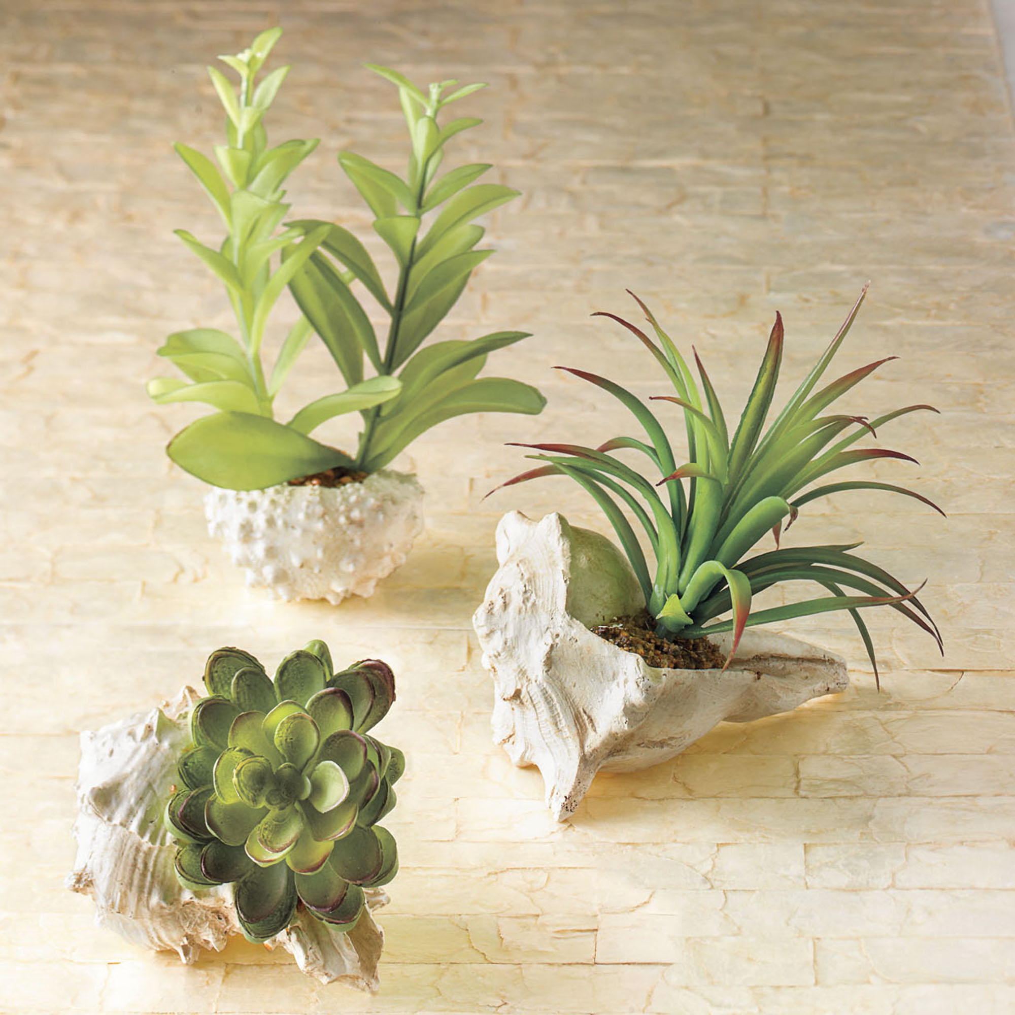 Succulents In Shells