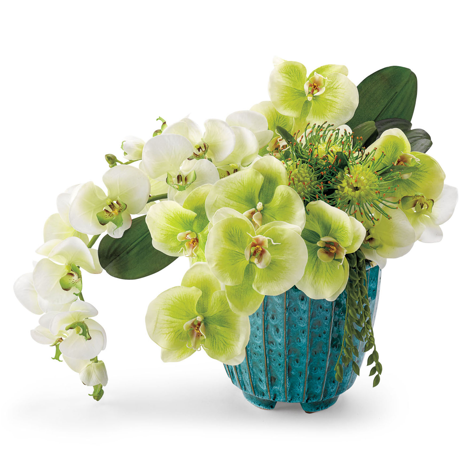 Grand Dame Orchid