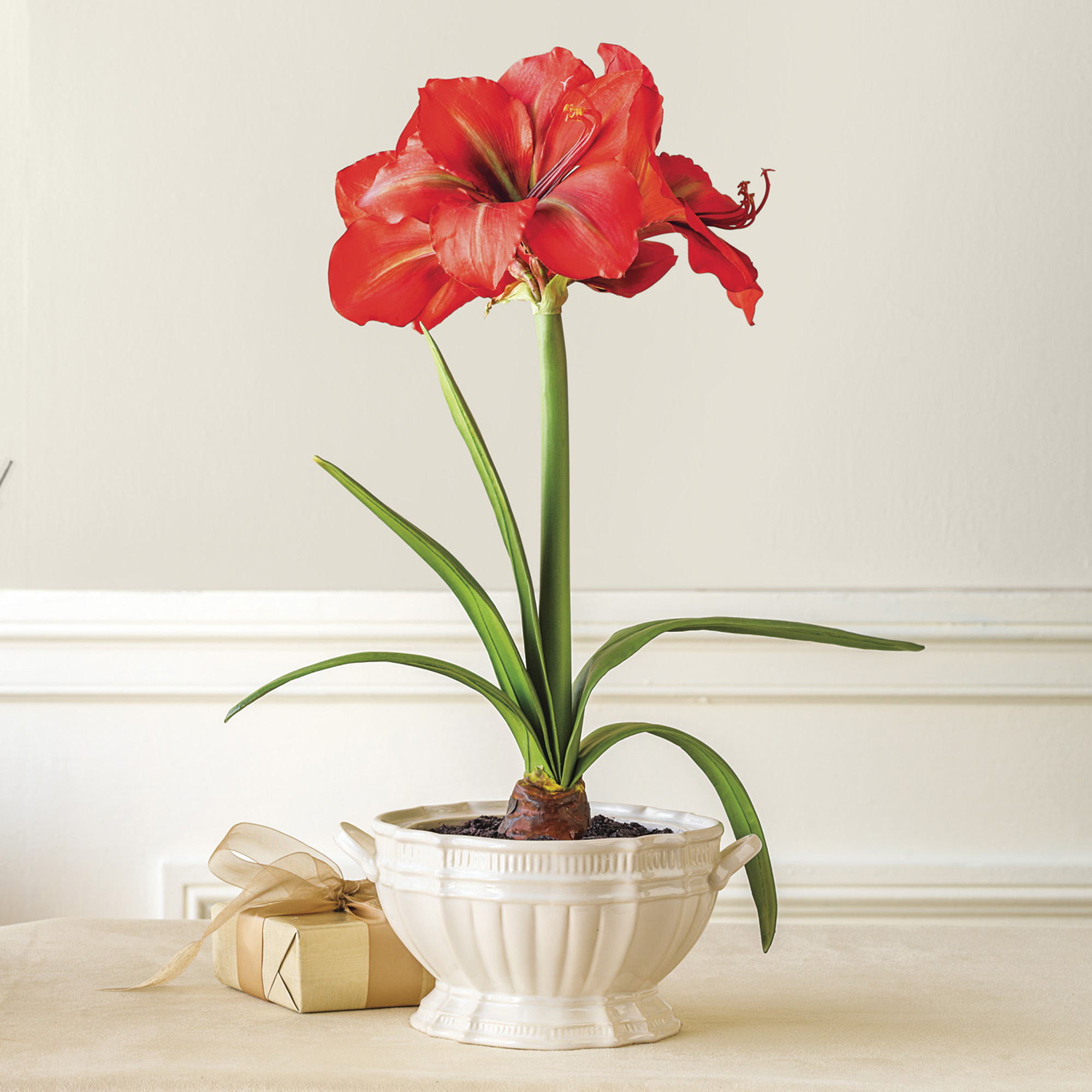Holiday Amaryllis In Pot Gump's