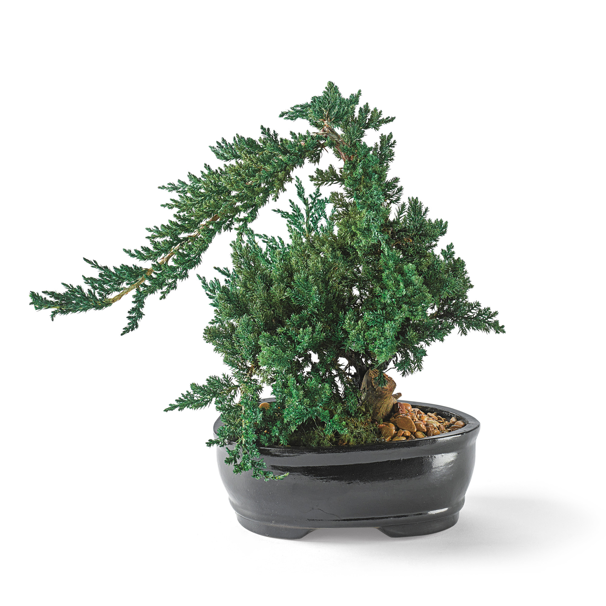 Preserved Juniper Bonsai Gump's