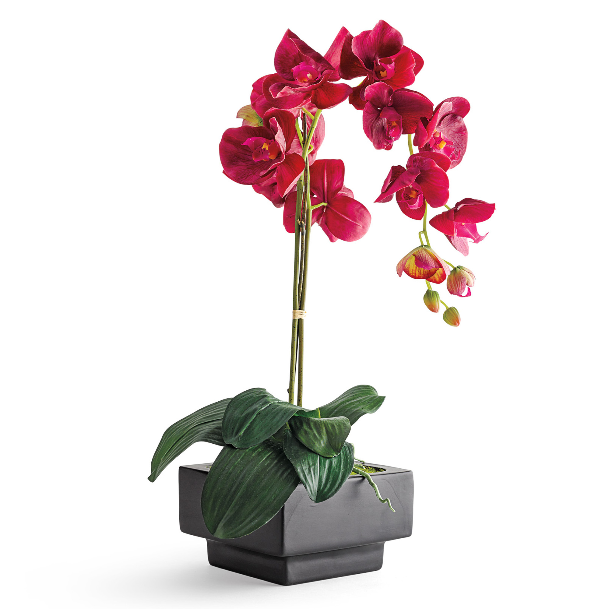 Fuchsia Phalaenopsis Orchid Gumps 5420