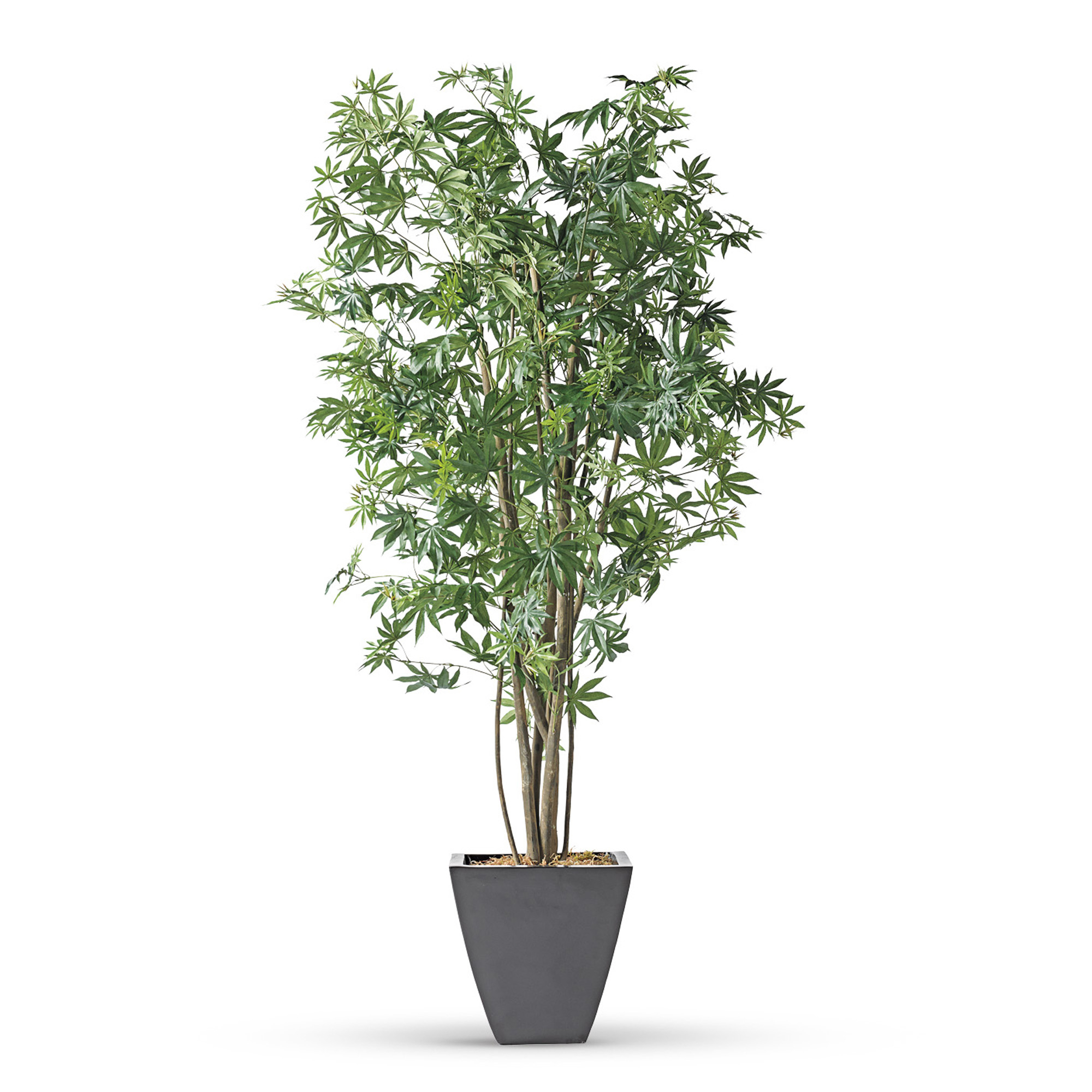 Estate Maple Tree Gump's