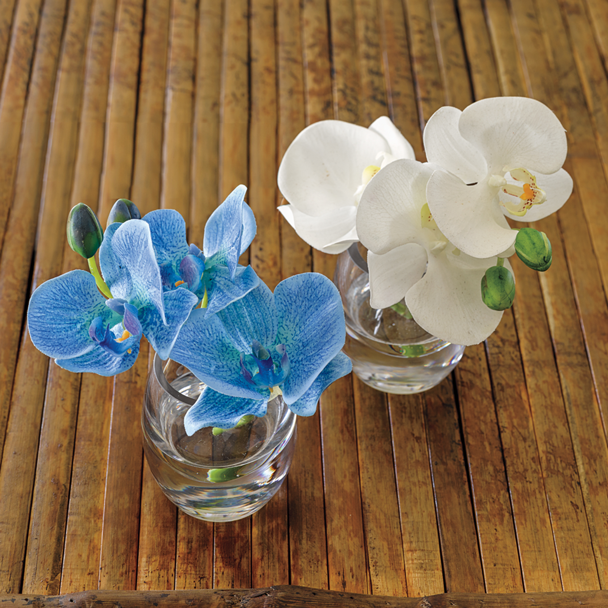 Mini Phalaenopsis Orchids, Set of 2 | Gump's