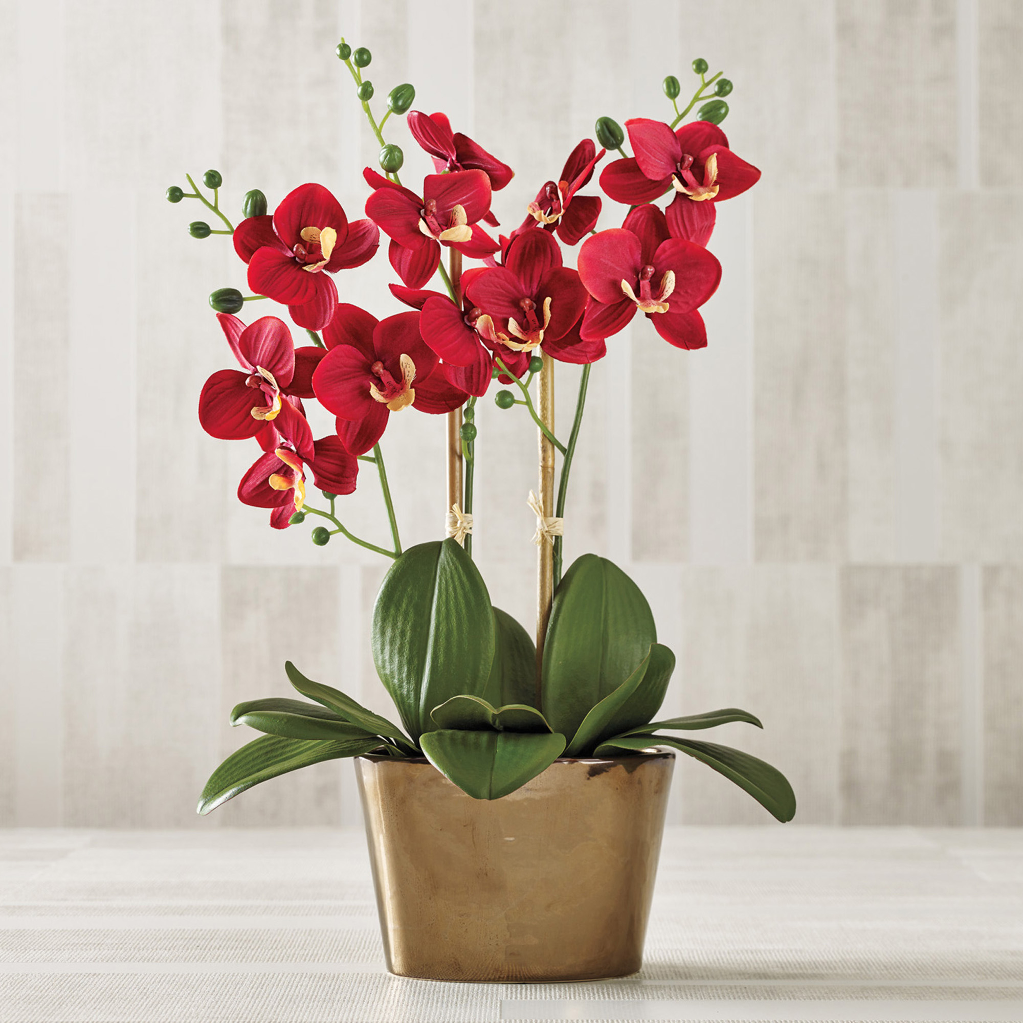 Red Phalaenopsis Orchid Gump's