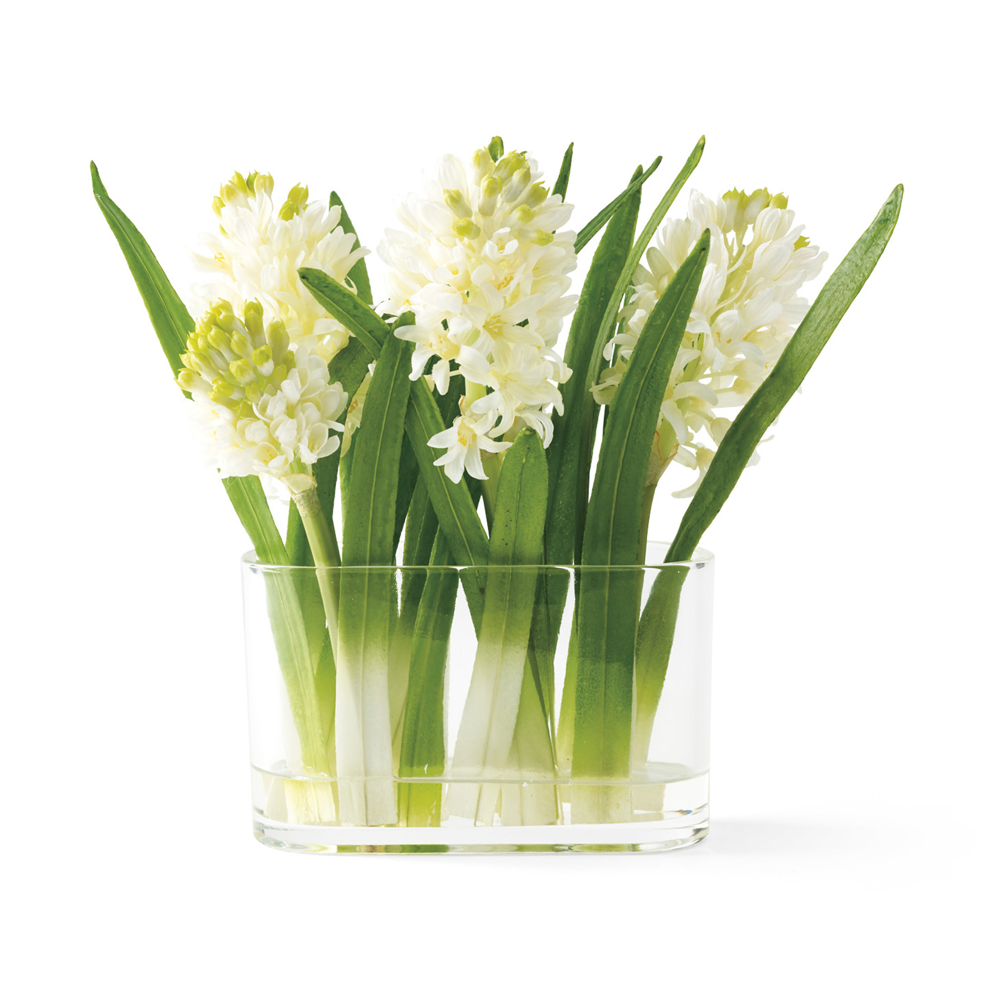 White Hyacinths Gump's