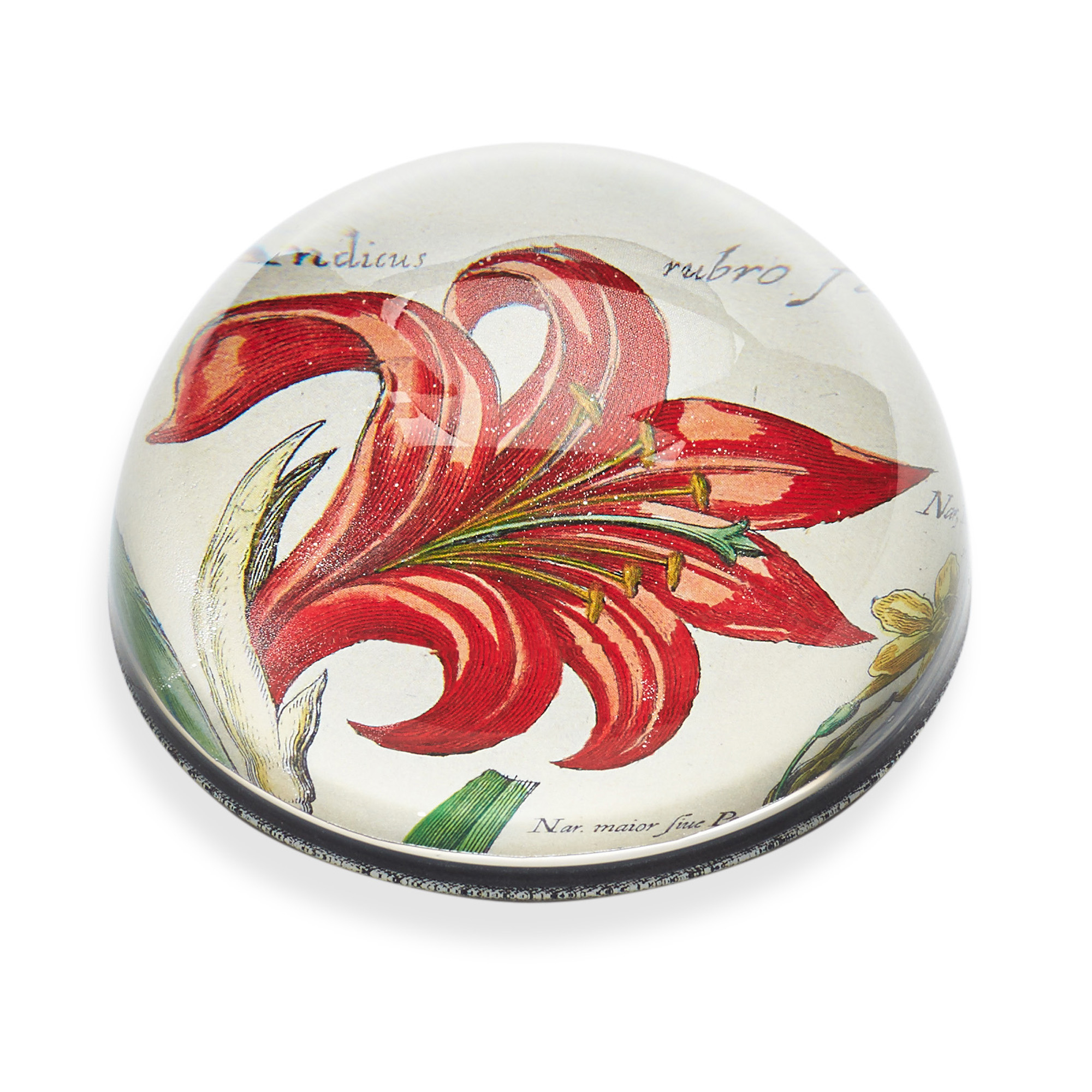 John Derian Red Lily Paperweight Gump's