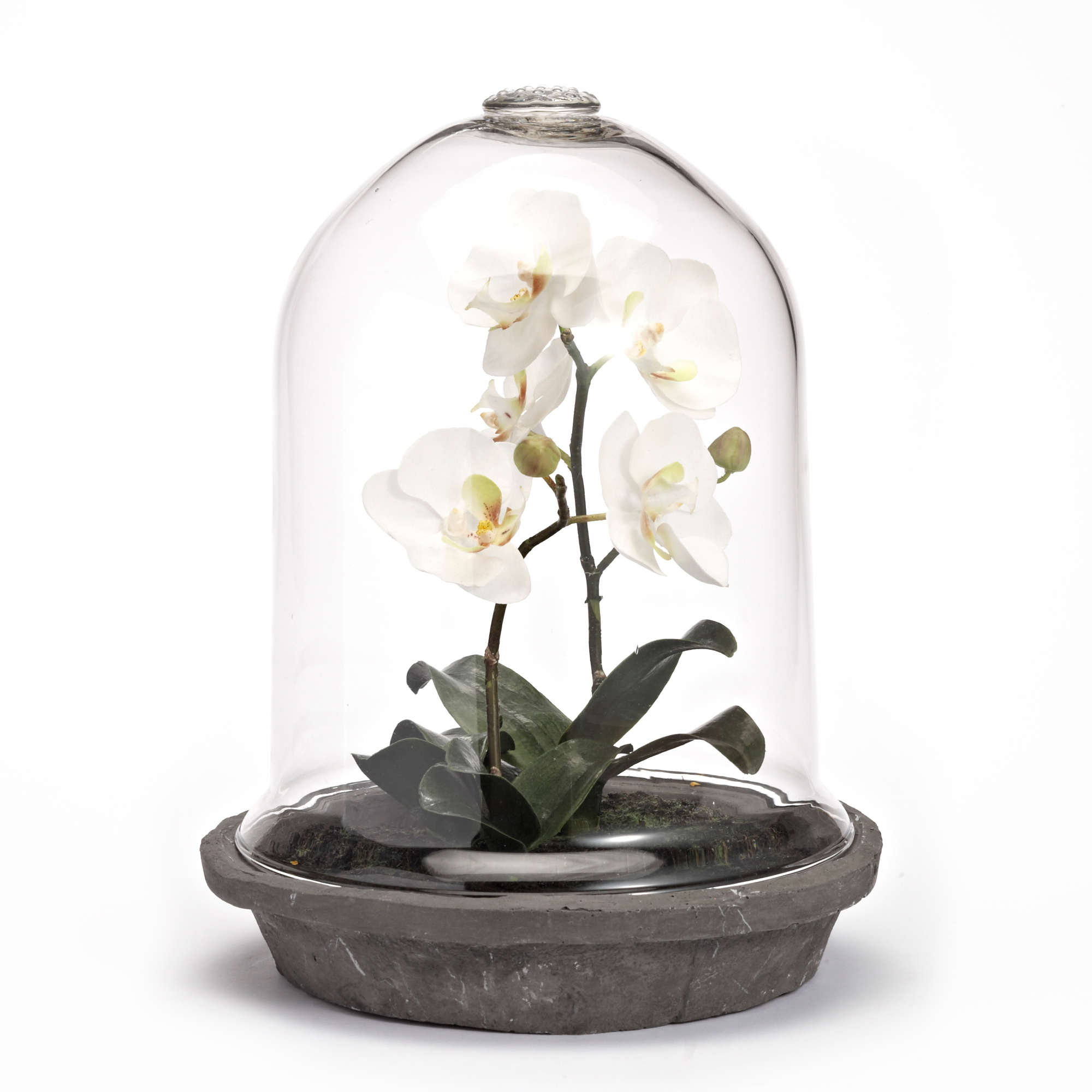 Orchids In Glass Dome, Phalaenopsis | Gump's