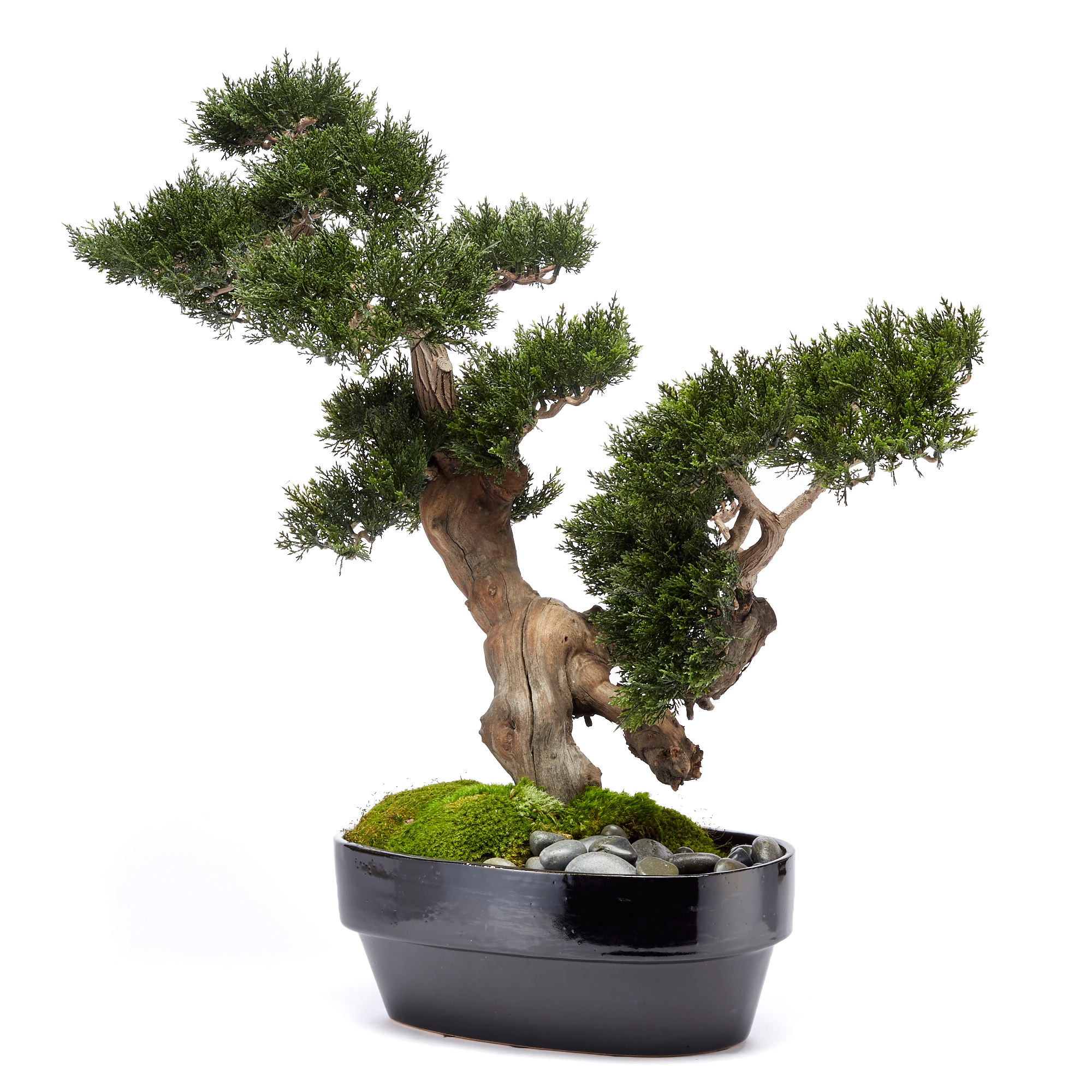 Moyogi Bonsai | Gump's